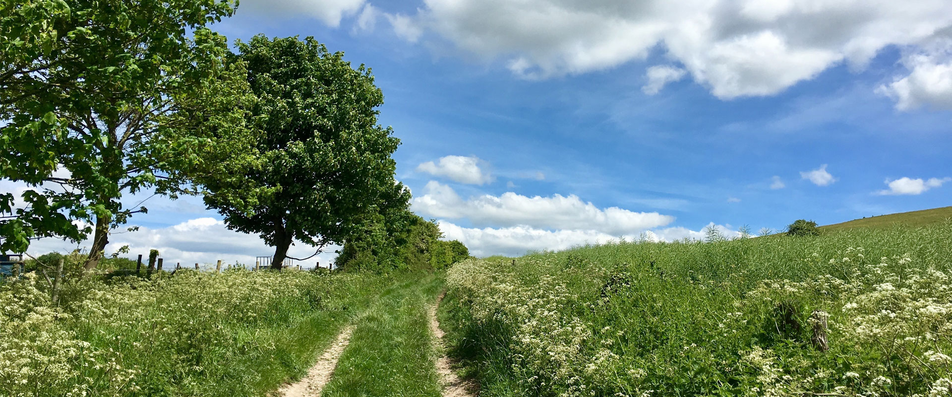 Dewlish Estate Agents AwardWinning Estate Agency DOMVS