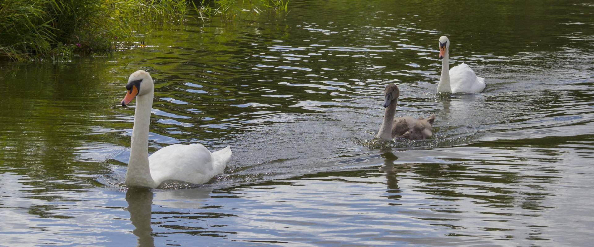 Estate Agents In Maiden Newton The Property Market DOMVS