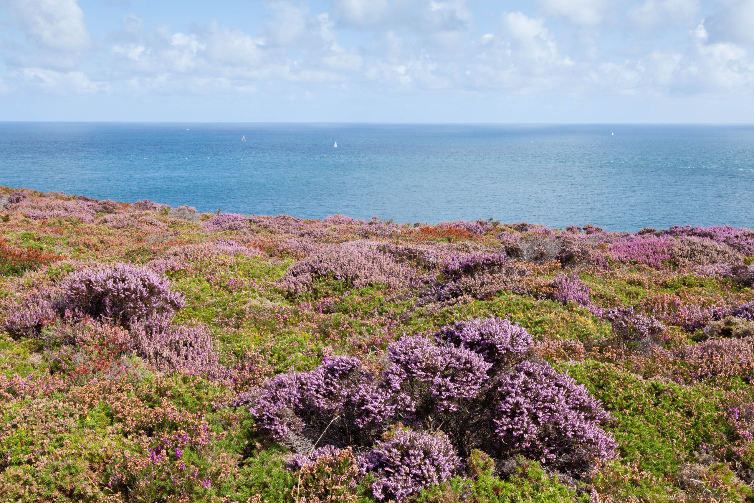 Houses for Sale in Studland and Glebe Estate DOMVS Estate Agents